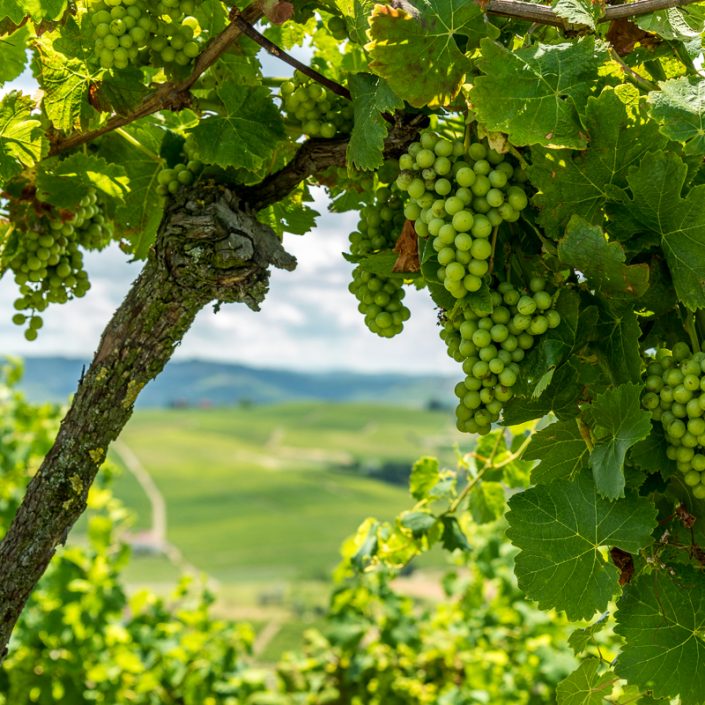 Weinreben im Piemont, wandern durch die Weinberge