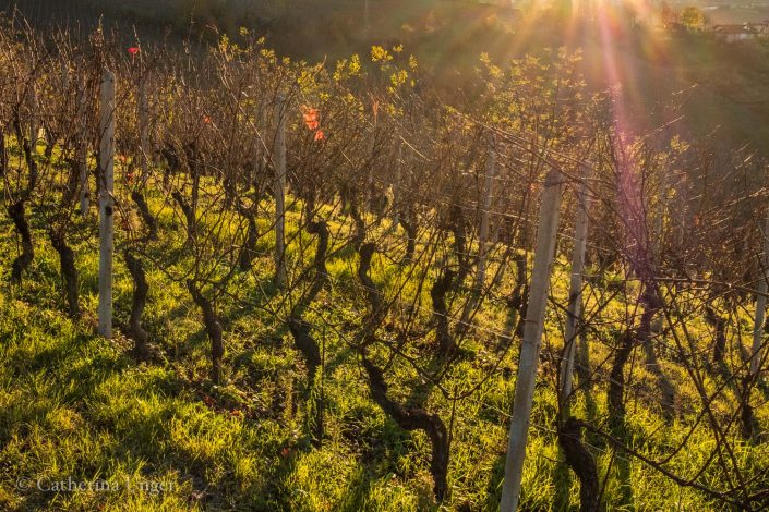 Sonnenuntergang in den Weinbergen des Piemont