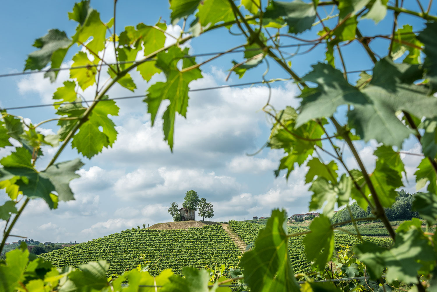 Ein Weinberg im Monferrato mit einem Cassot