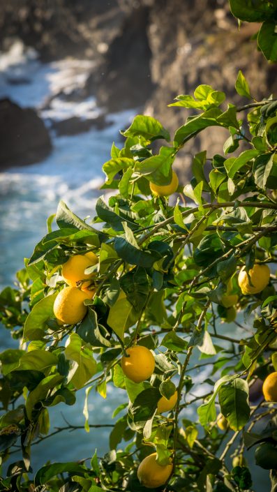 Zitronenbäume mit Meerblick