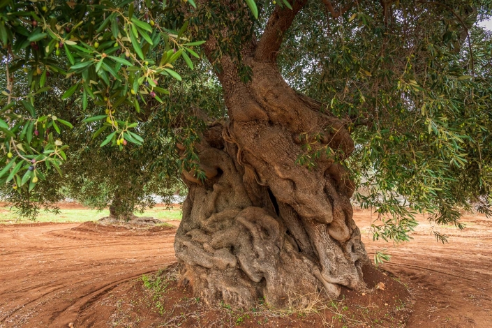 olivenbaum bei ostuni
