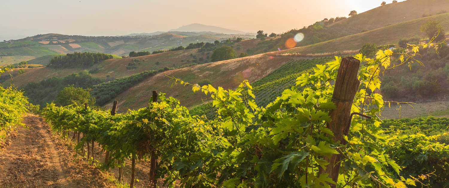Weinlandschaft in den Marken bei Offida, wunderschönes Wandergebiet