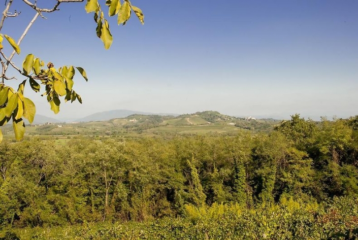 Ausblick auf die Collio-Hügel
