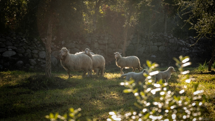 Schafe in Sardinien